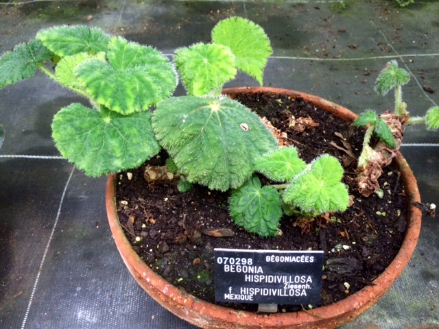 B. hispidivillosa f. hispidivillosa